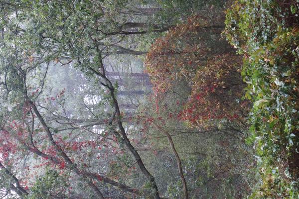 The photo captures a dense, misty forest scene, with various trees displaying a mix of green, brown, and vibrant red foliage